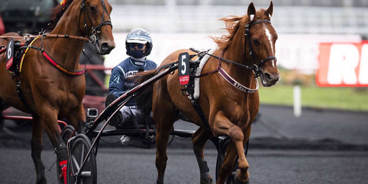 Quinté du samedi 20 décembre 2025 à Vincennes: les pronostics