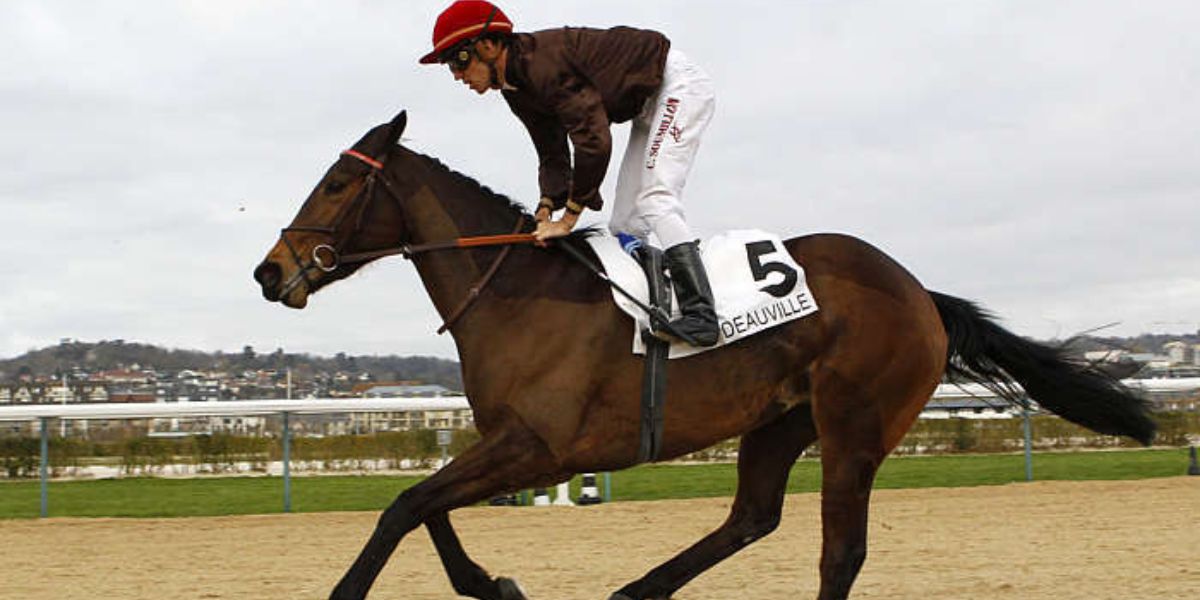 Quinté du lundi 22 décembre 2025 à Deauville: les pronostics