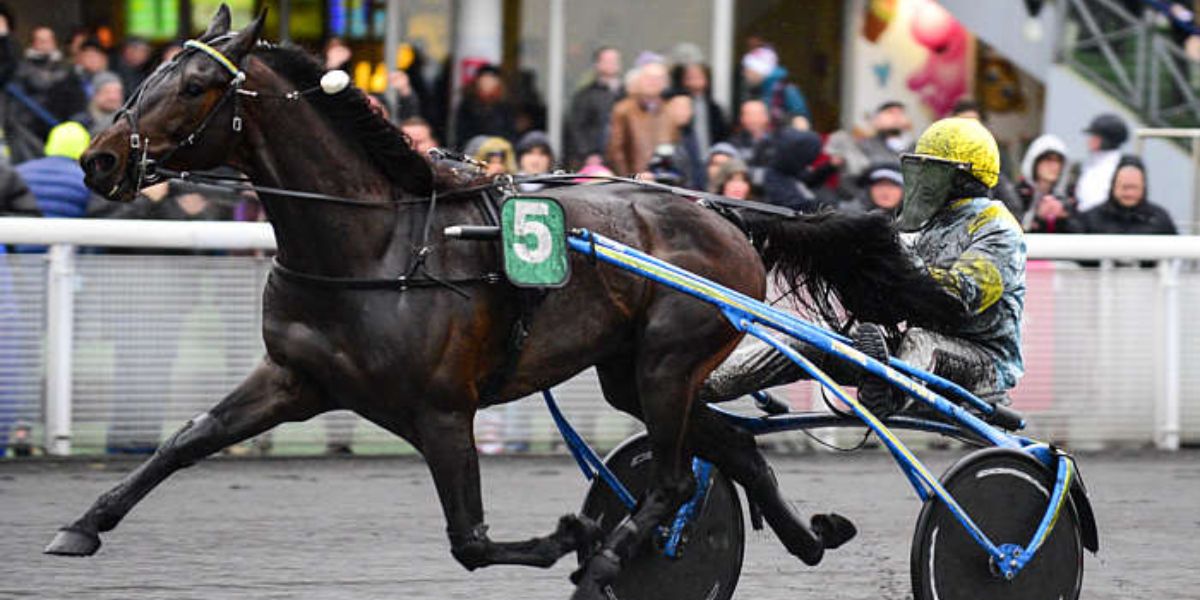 Quinté du mercredi 24 décembre 2025 à Vincennes: les pronostics