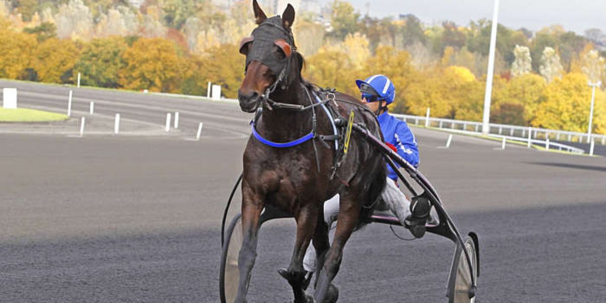 Quinté du jeudi 25 décembre 2025 à Vincennes: les pronostics