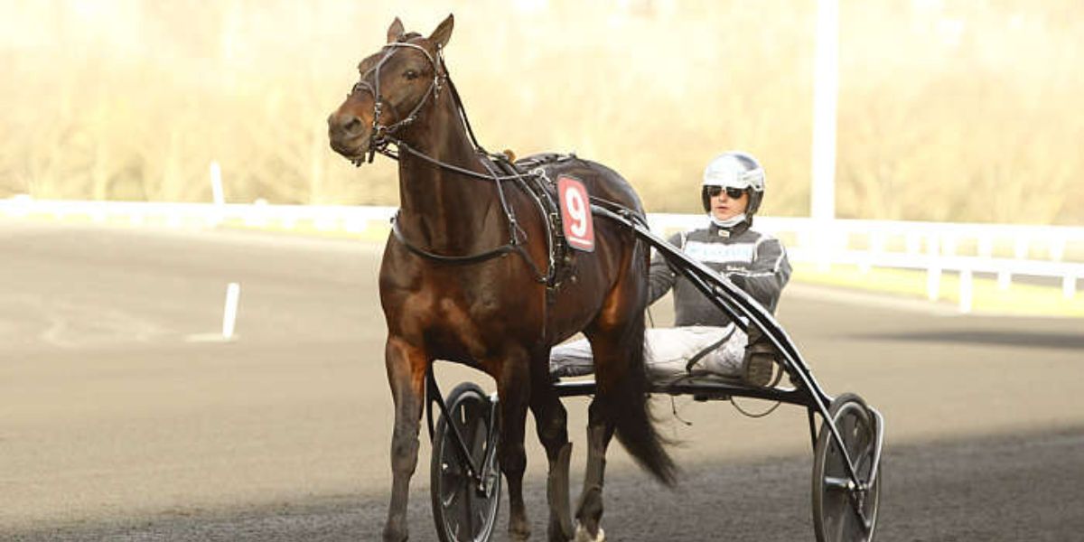 Quinté du vendredi 26 décembre 2025 à Vincennes: les pronostics