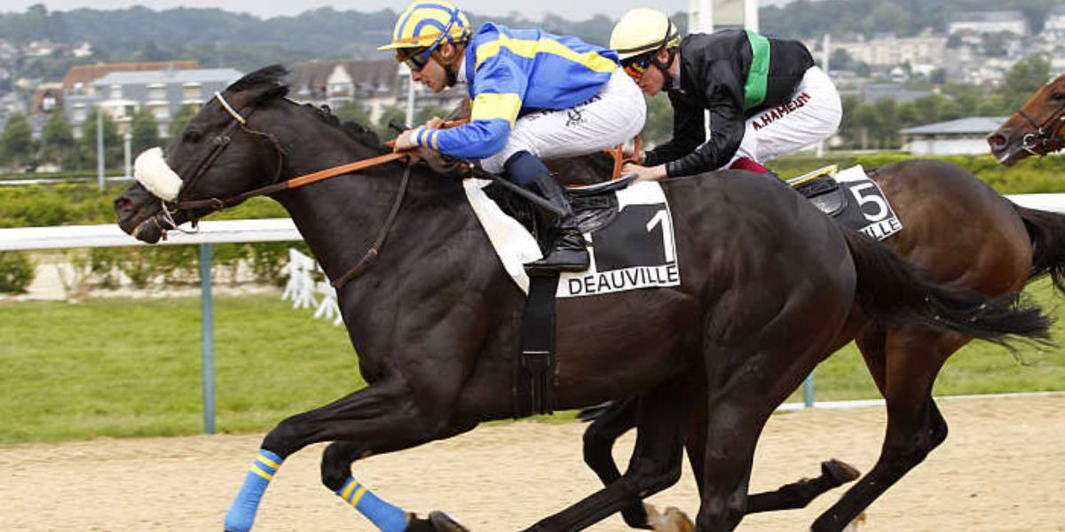 Quinté du mardi 30 décembre 2025 à Deauville: les pronostics