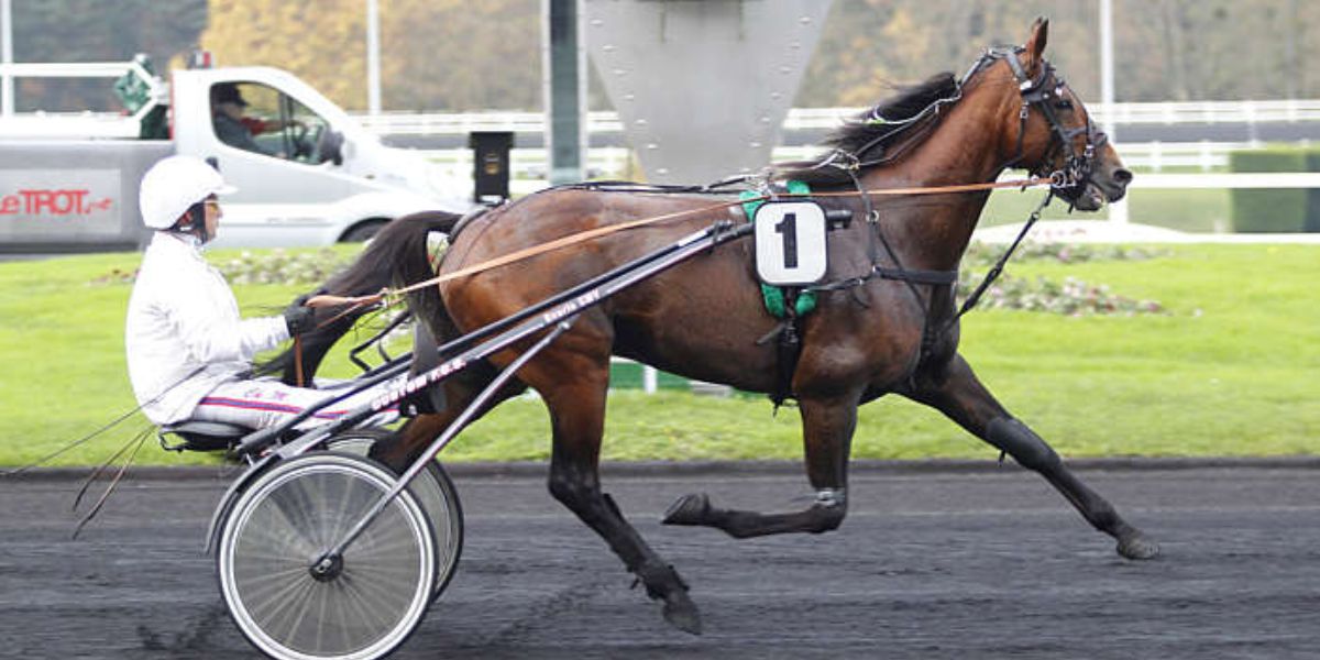 Quinté du dimanche 11 janvier 2026 à Vincennes: les pronostics
