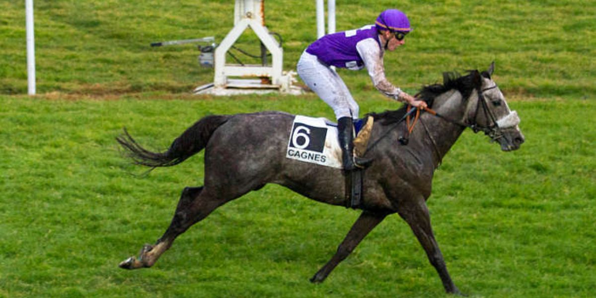 Quinté du lundi 12 janvier 2026 à Cagnes: les pronostics