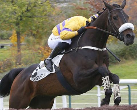 Quinté du dimanche 1er mars 2026 à Auteuil: les pronostics