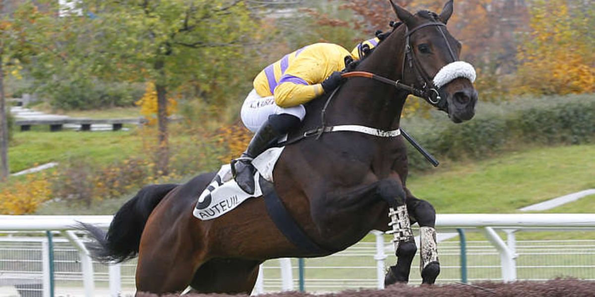 Quinté du dimanche 1er mars 2026 à Auteuil: les pronostics