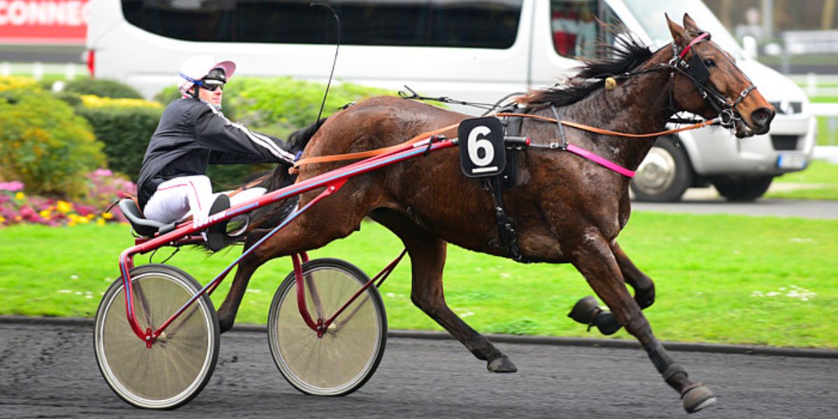 Quinté du jeudi 19 février 2026 à Vincennes: les pronostics