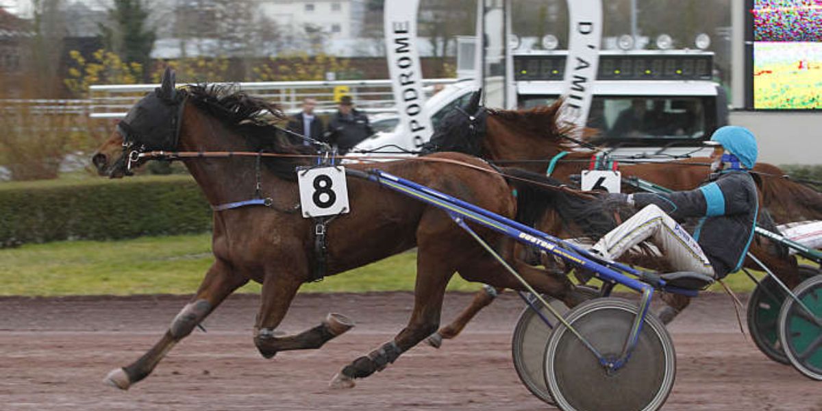 Quinté du mercredi 4 mars 2026 à Amiens: les pronostics