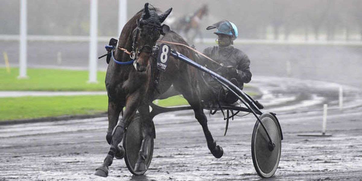 Quinté du mercredi 11 mars 2026 à Laval: les pronostics