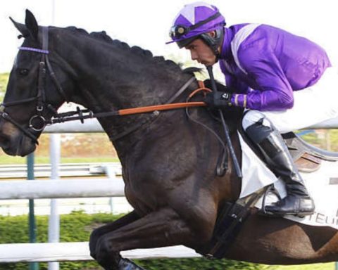 Quinté du samedi 14 mars 2026 à Auteuil: les pronostics