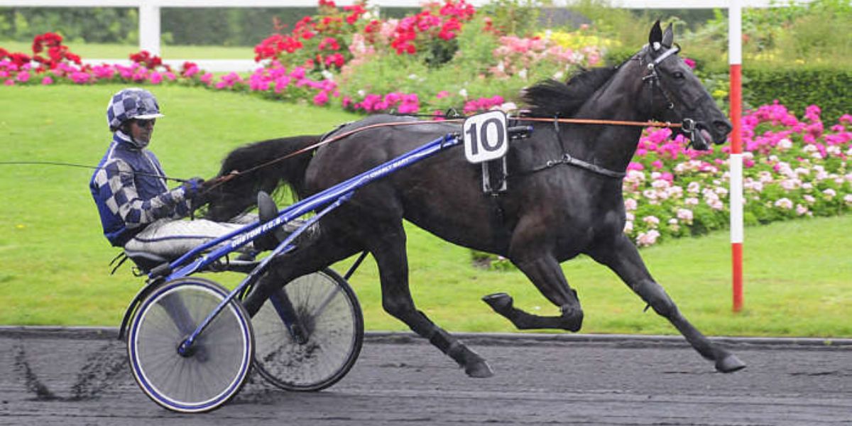 Quinté du vendredi 20 mars 2026 à Vincennes: les pronostics