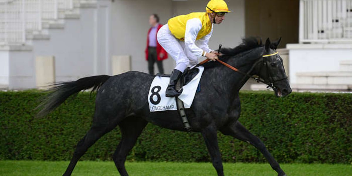 Quinté du jeudi 7 mai 2026 à Longchamp: les pronostics