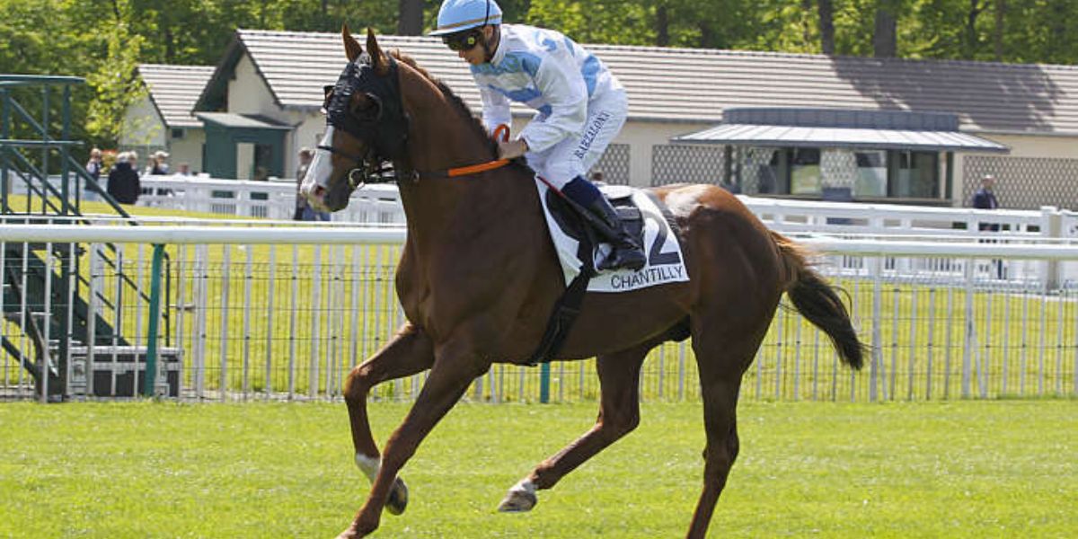Quinté du mardi 12 mai 2026 à Chantilly: les pronostics