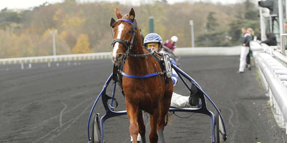 Quinté du mercredi 13 mai 2026 à Vincennes: les pronostics