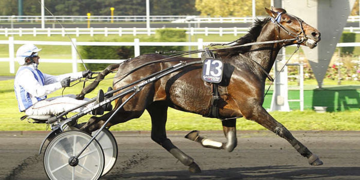 Quinté du vendredi 29 mai 2026 à Vincennes: les pronostics