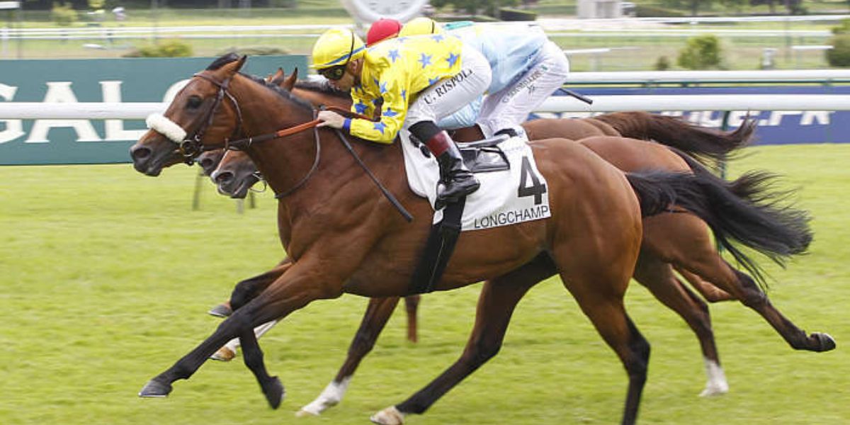 Quinté du dimanche 7 juin 2026 à Longchamp: les pronostics
