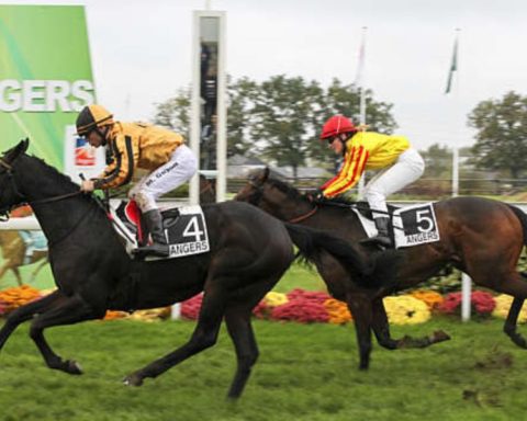 Quinté du lundi 8 juin 2026 à Angers: les pronostics