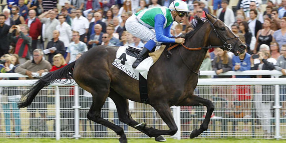 Quinté du samedi 8 août 2026 à Deauville: les pronostics