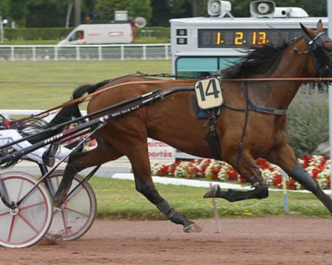 Quinté du mercredi 12 août 2026 à Deauville: les pronostics