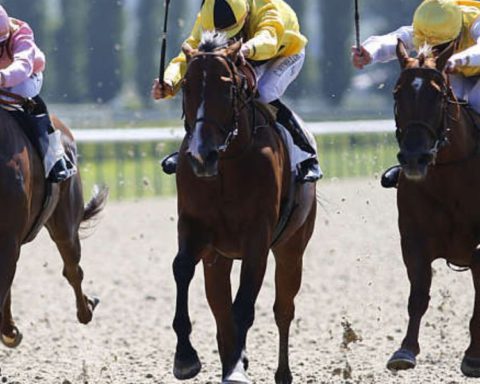 Quinté du dimanche 23 août 2026 à Deauville: les pronostics
