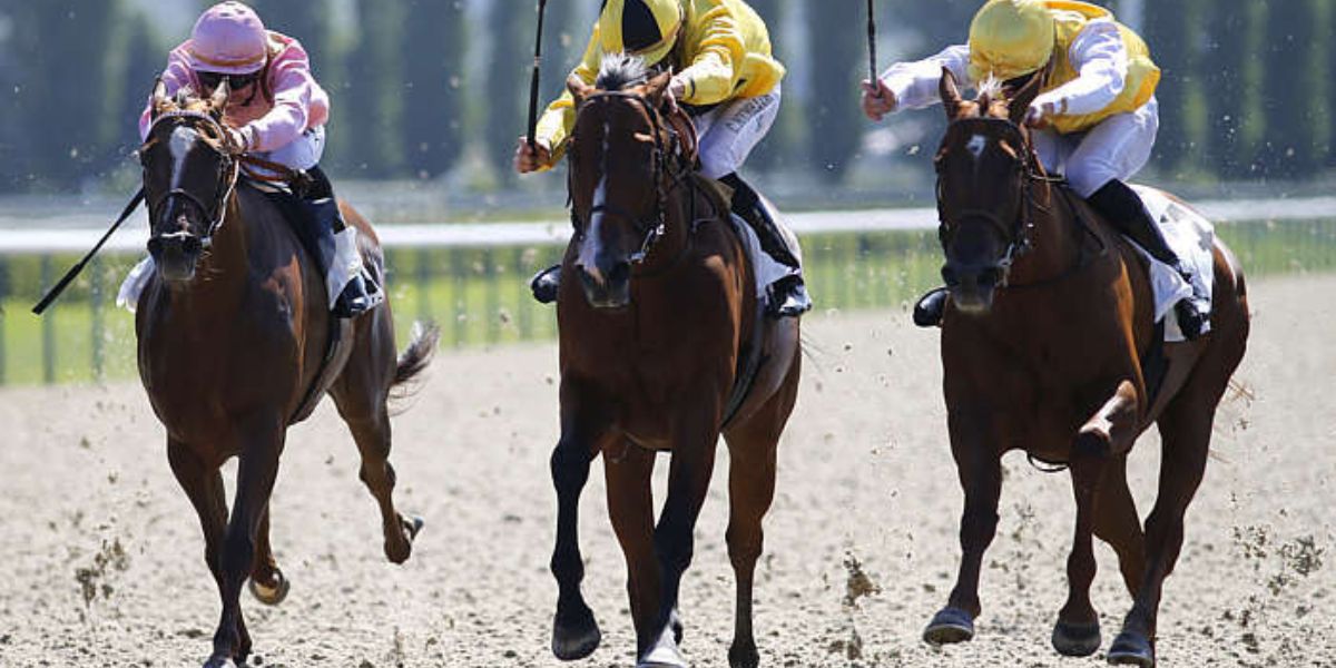 Quinté du dimanche 23 août 2026 à Deauville: les pronostics