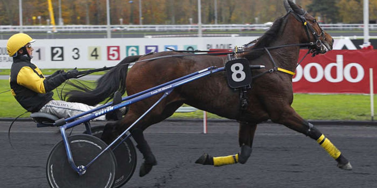 Quinté du lundi 24 août 2026 à Vincennes: les pronostics