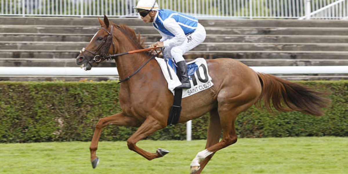 Quinté du lundi 31 août 2026 à Saint-Cloud: les pronostics