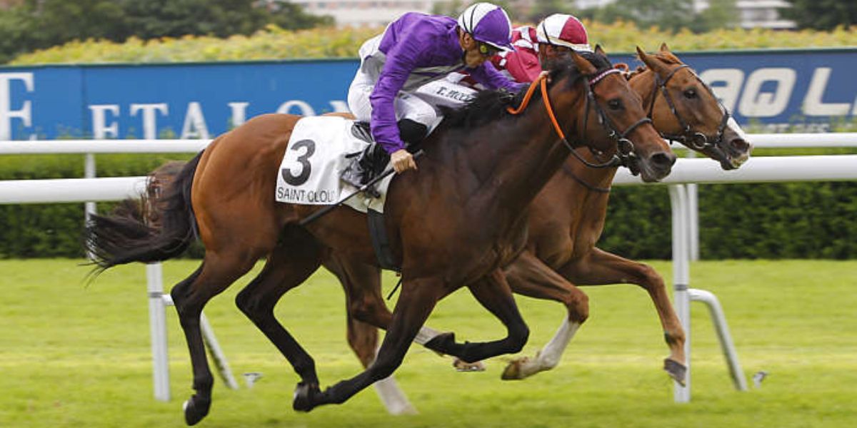 Quinté du jeudi 8 octobre 2026 à Saint-Cloud: les pronostics