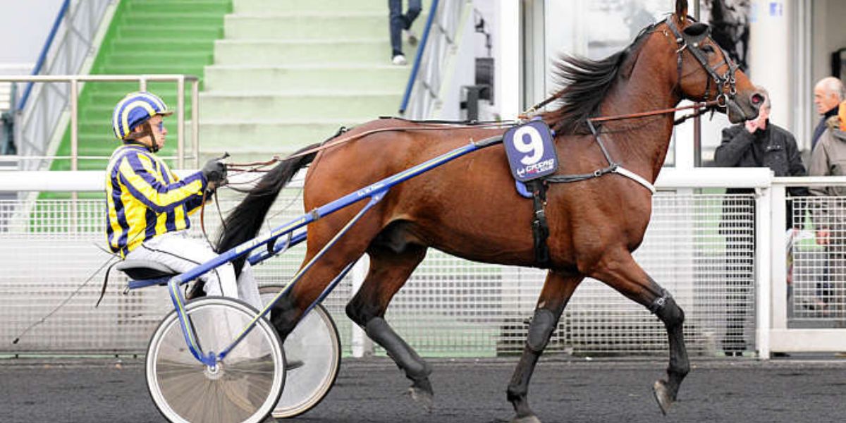 Quinté du vendredi 9 octobre 2026 à Vincennes: les pronostics