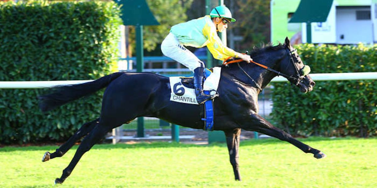 Quinté du jeudi 15 octobre 2026 à Chantilly: les pronostics