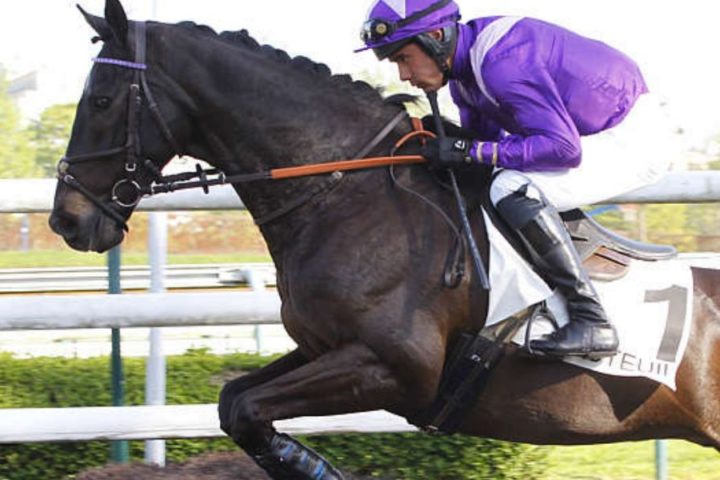 Quinté du jeudi 22 octobre 2026 à Auteuil: les pronostics