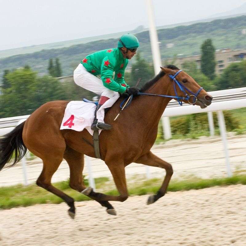 Réunion PMU Paris-Longchamp 2022 ✔️️ - Programmes des courses